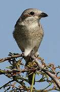 Red-backed Shrike