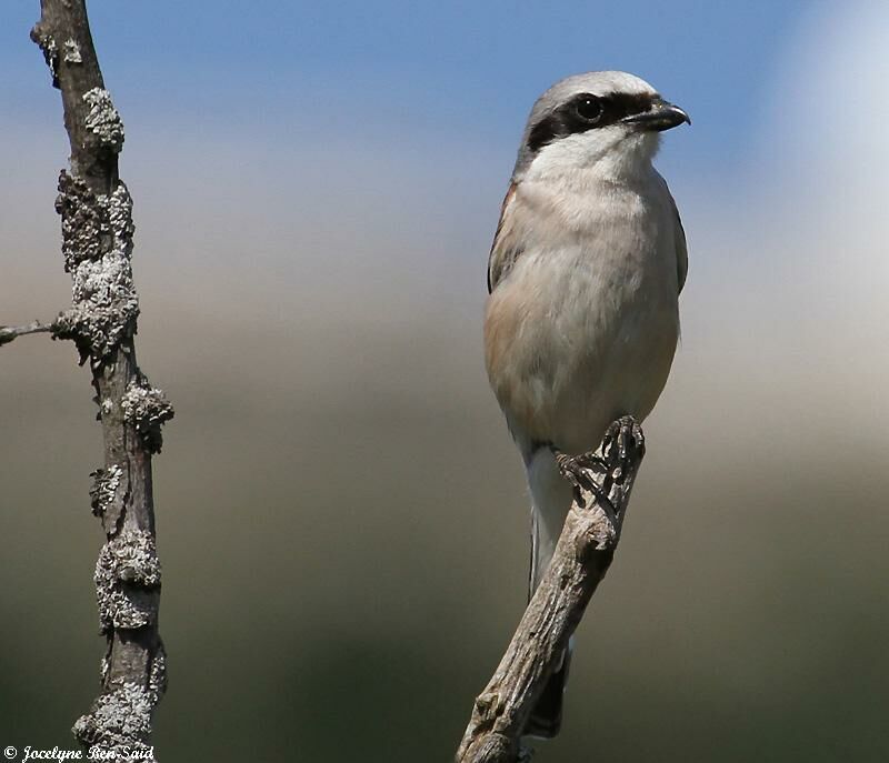 Red-backed Shrike male adult