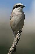 Red-backed Shrike