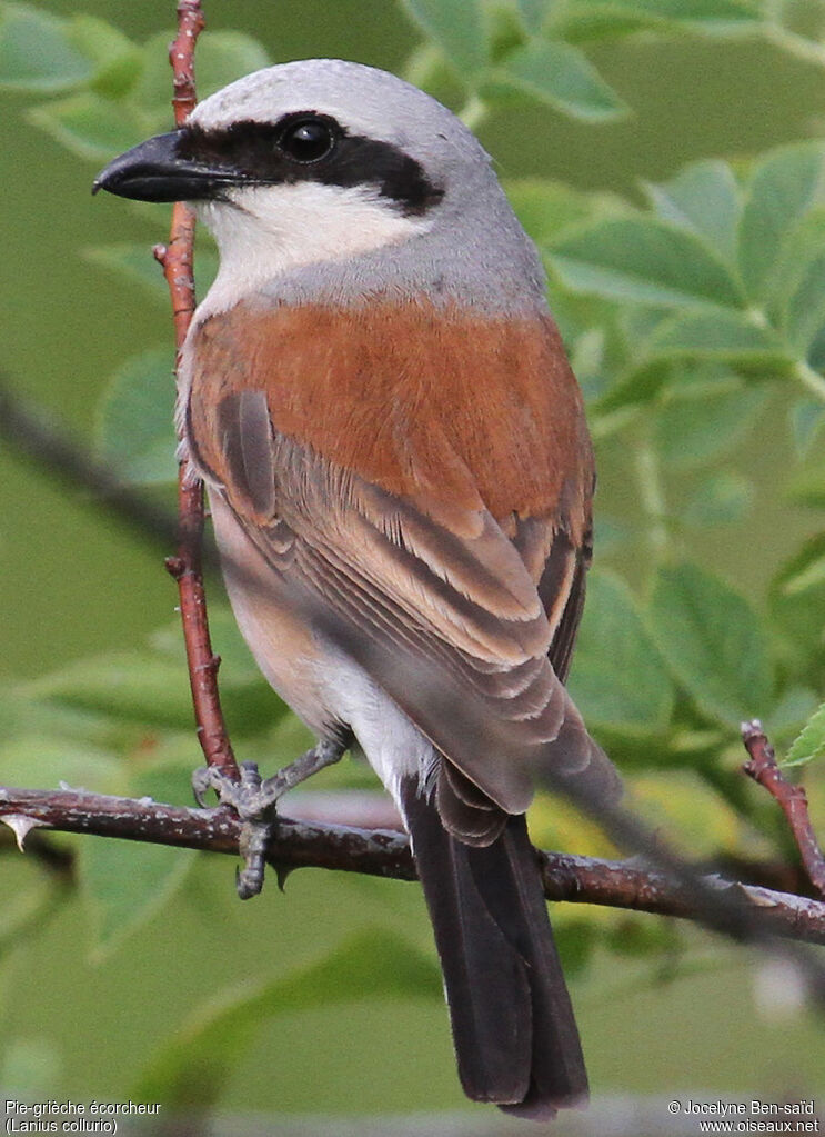 Red-backed Shrike male adult