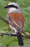 Red-backed Shrike