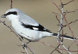 Great Grey Shrike