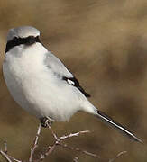 Great Grey Shrike