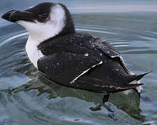 Razorbill