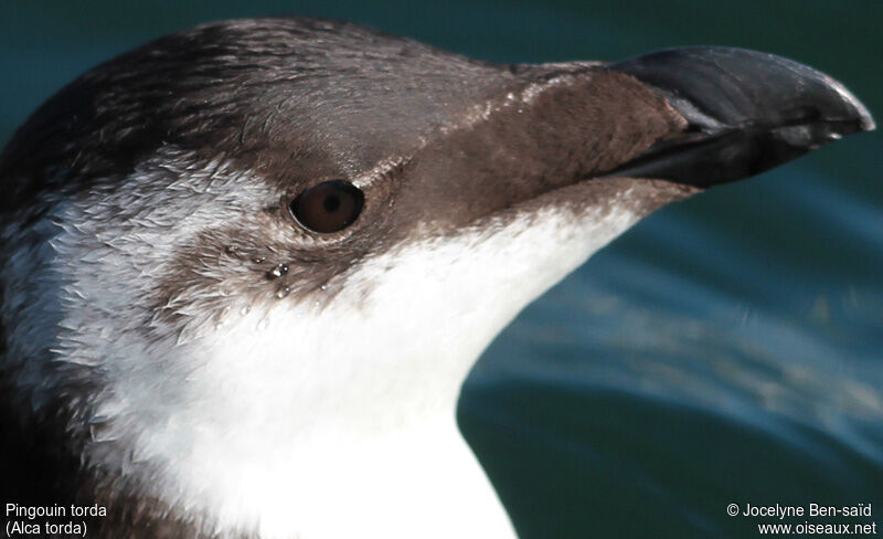 Razorbill