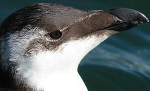 Razorbill