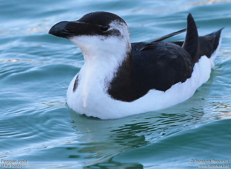 Razorbill