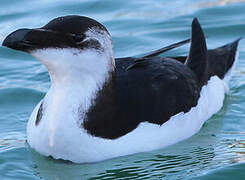 Razorbill