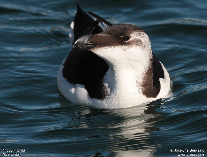 Pingouin torda