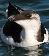 Razorbill