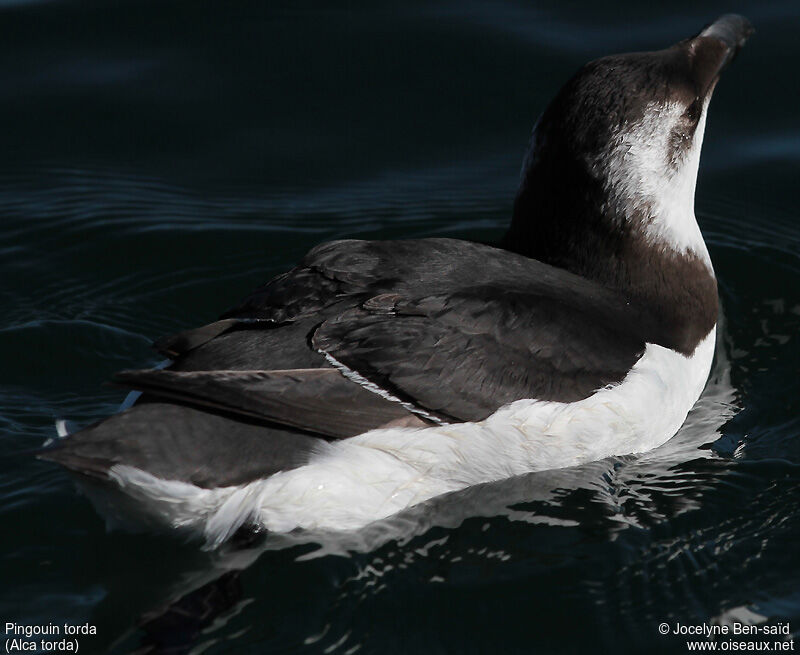 Razorbill