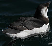 Razorbill