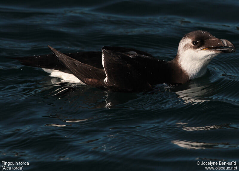 Razorbill