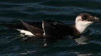 Razorbill