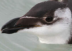 Razorbill