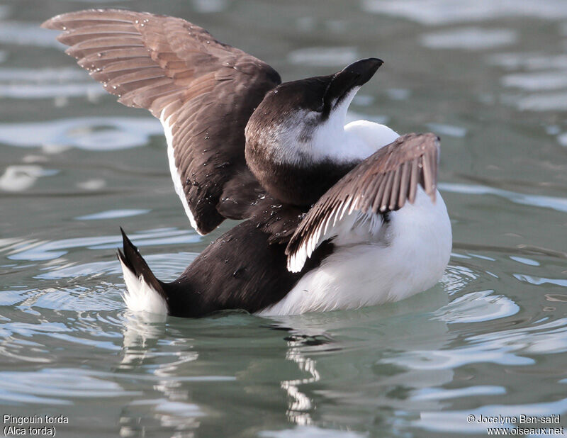 Pingouin torda