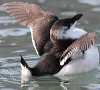 Razorbill