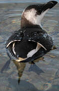 Razorbill