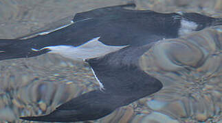 Razorbill