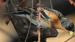 Brambling