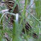 Pipit à dos olive