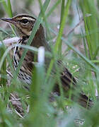 Olive-backed Pipit