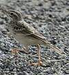 Pipit rousseline