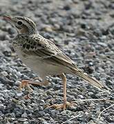 Tawny Pipit