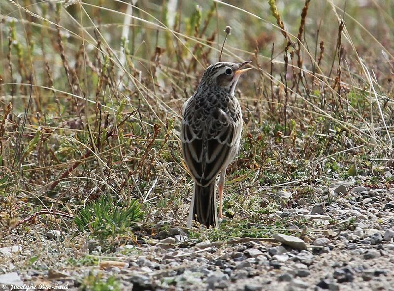 Pipit rousselinejuvénile