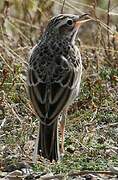 Tawny Pipit