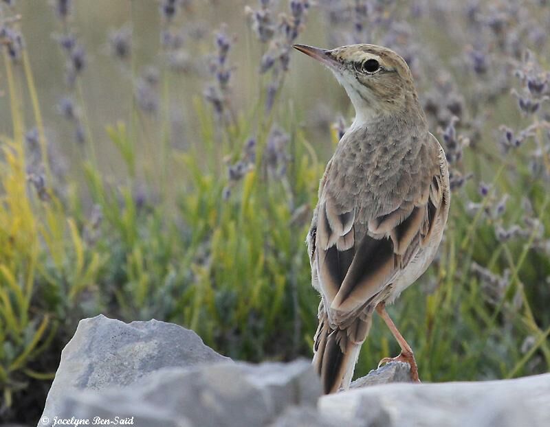 Pipit rousseline