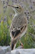 Pipit rousseline