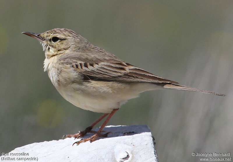 Pipit rousselineadulte