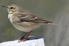 Pipit rousseline