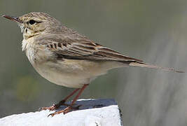 Pipit rousseline