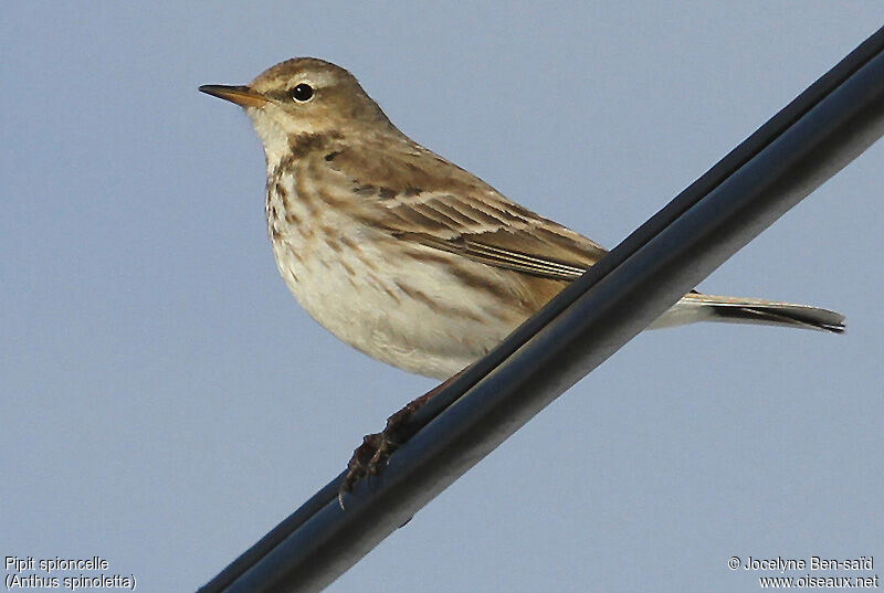 Pipit spioncelle