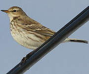 Pipit spioncelle