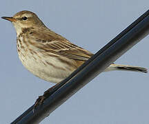 Water Pipit