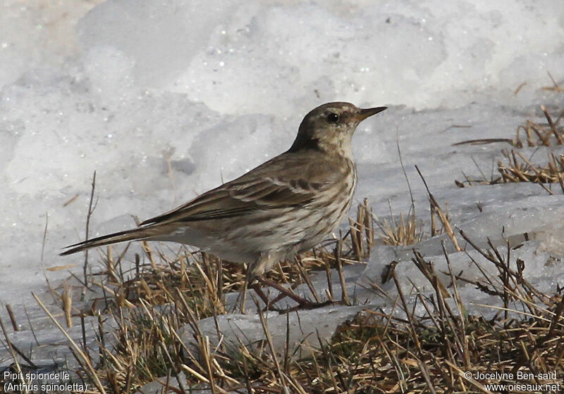 Water Pipit