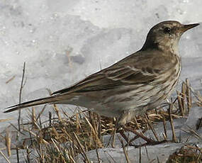 Pipit spioncelle