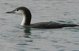 Black-throated Loon