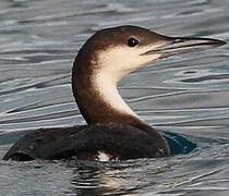 Plongeon arctique