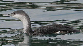 Red-throated Loon