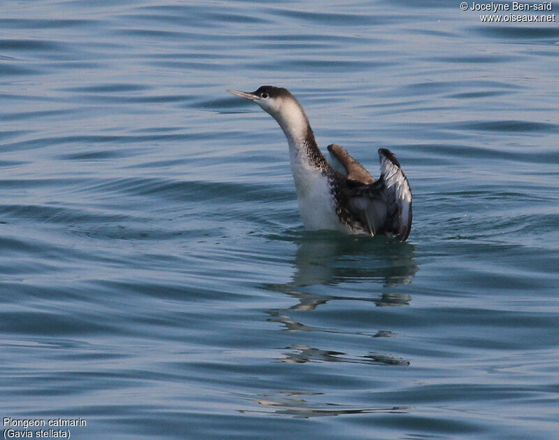 Plongeon catmarin