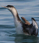 Plongeon catmarin