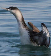 Red-throated Loon