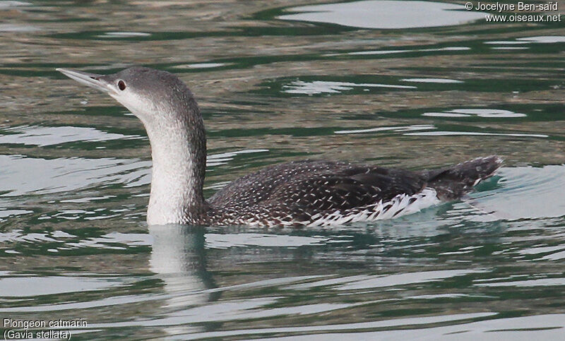 Plongeon catmarin