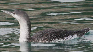 Red-throated Loon