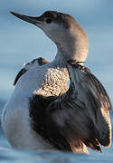 Red-throated Loon