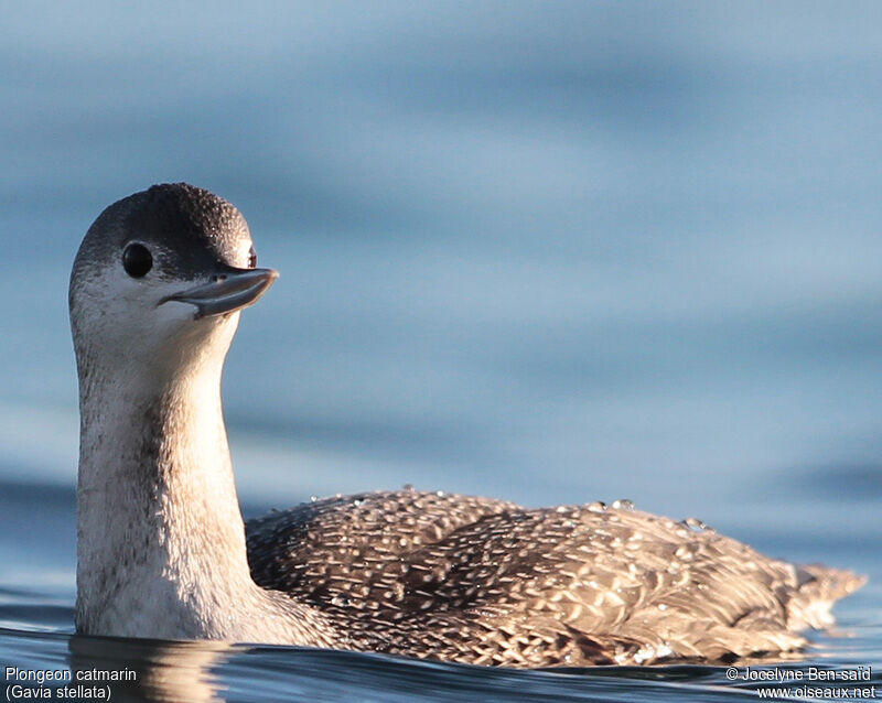 Red-throated Loon